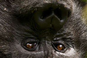 gorilla